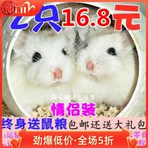 Buy 1 Send 6 Pet Feed Cage Small Hamster Living Baby Third-tier Silver Fox Budding Rat Purple Barn Golden Silk Bear