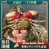 Sanmen green crab live mother Extra large extra large cream crab Big green crab mother seafood Wild authentic Sanmen green crab live
