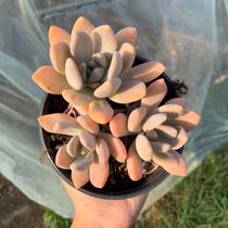 Winter beauty succulent succulents winter beauty group old pile meat meat balcony flowers green plant potted plants