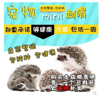 Pet Hedgehog Live purebred mini baby has been vaccinated with Cage food feed package health