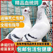 Pigeons live one pair of male and female can lay eggs to breed pigeons