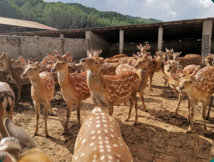 山东梅花鹿养殖场图片