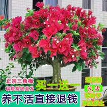 Triangle Plum Potted Green Planting Flower Seedlings With Flowers Rose Balcony Patio Purifying Air Four Seasons Open Garden Flowers Bonsai
