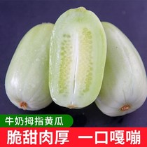 Douyin (SF Express) Authentic Shouguang Milk Thumb Fruit Cucumber 3 Jin