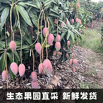 广西贵妃芒果树上熟新鲜大果5斤[10元优惠券]-寻折猪