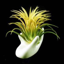 Air pineapples No native plants Lazy People Plant Sealwort flowers Yellow flower elf office Potted without soil