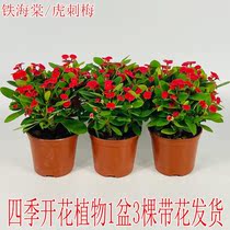 Sea-tang flower potted iron Haitang tiger tinged plum flowers Four seasons flowering plant room inside and outside balcony courtyard with flower green plant