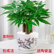 Hair Treasure Tree Potted Indoor Living Room Table Top Green Plant Small Bonsai Small Hair Treasure Tree Seedlings to Suck Formaldehyde Plant