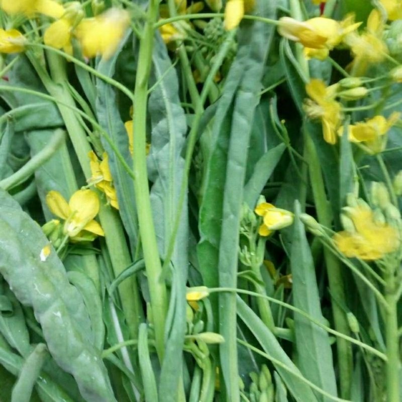 种子菜心蔬菜超纯柳叶桂林菜花广东广西特色家庭园艺种子