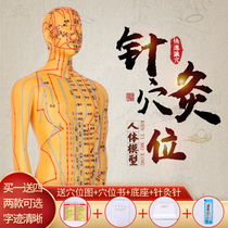 Acupuncture acupoints human model Twelve meridians of traditional Chinese medicine small skin people practice acupuncture for male and female adults