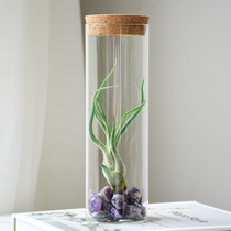 Malt Forest Air Pineapple Indoor Study Desk Green Plant Lazy Creative Plant Bottle Fun and Beautiful Decoration