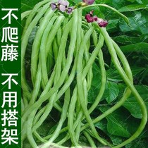 No bean seeds beans spring green beans seeds balcony beans American cowpea vegetables beans no rack