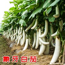 Ivory White eggplant seeds high yield long eggplant ornamental spring Four Seasons potted vegetable seedlings seedlings