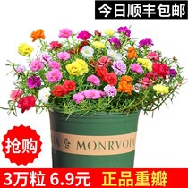 Heavy petal sunflower seeds Sunflower seeds flower seeds Four Seasons seed easy-to-live flowering flowers potted outdoor balcony
