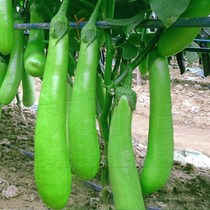 Green long eggplant seeds high yield Four Seasons green eggplant seeds fruits green cans cold-resistant spring vegetables seeds and vegetables
