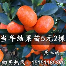 Granulated Sugar Orange Sapling Miao Miao Miao Miao Potted Ground Orange Potted Plant Ground Orange Seedberry Berry Berry Sapling That Year Results