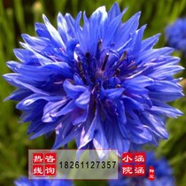 Bulk cornflower seeds cornflower seeds blue mixed color fragrant cornflower balcony potted four seasons easy to sow