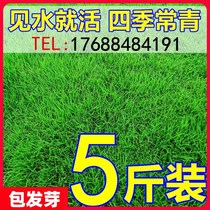 Lawn grass seeds evergreen for four seasons without repair slope protection and soil high fescue Manila ryegrass skin seed garden greening