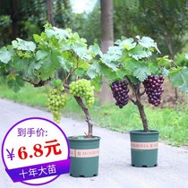 The Vine is a four-season grape seedling potted climbing vine fruit tree.