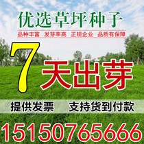 Lawn seeds grass seeds evergreen courtyard greening slope protection Manila grass skin Manila grass seed ryegrass species