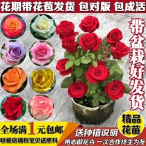 Rose flower Miao large flower with flower bud flower View flower green plant potted lunar quarter Rosary indoor patio Courtyard Balcony All Four Seasons