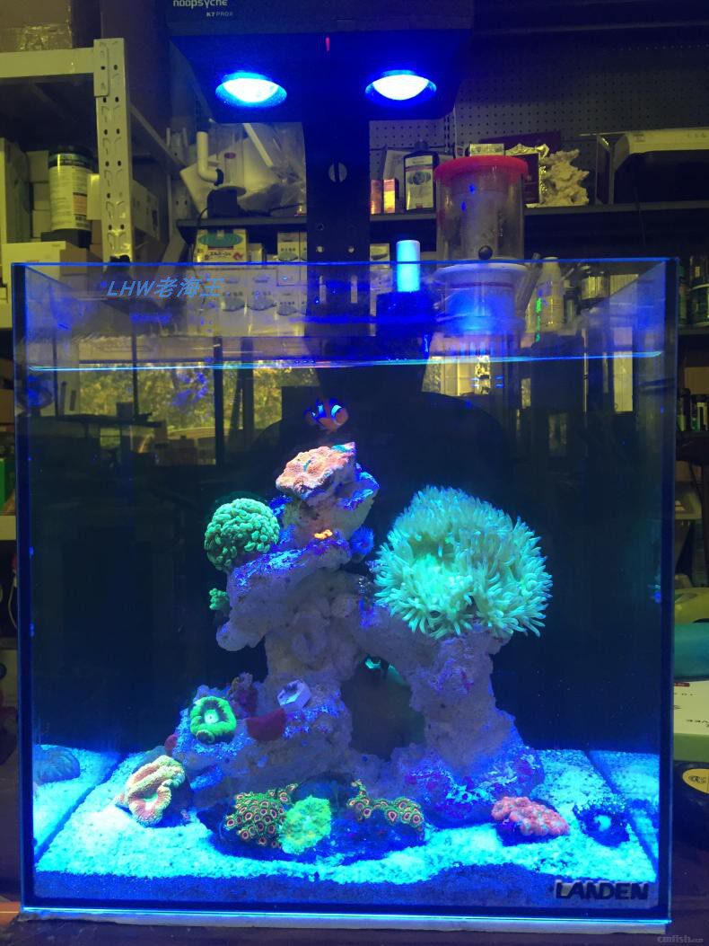 40背滤海缸蓝甸小型迷你观赏鱼鲨鱼缸桌面龙鱼专业珊瑚海鳗缸