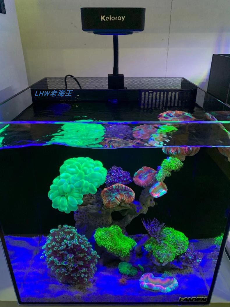 40背滤海缸蓝甸小型迷你观赏鱼鲨鱼缸桌面龙鱼专业珊瑚海鳗缸