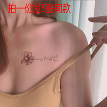Sexy flower wildchrysanthemum alphabet tattoo with waterproof semi-enduring English small pattern red