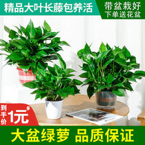 Green Loo Potted Flowers Plant Indoor with formaldehyde New house Long vine green basket Radiation Protection Plant Hydropony Green Plant