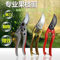 Small horticultural scissors Chinese medicine cut flower garden scissors pruning plingping fruit tree orange melon fruit cut tomato Persimmon
