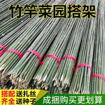 Bamboo pole vegetable garden with cucumber tomato crawl vineyard garden fence fence flagpole small bamboo