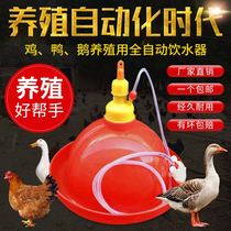 Small chicken drinking water Drinking water dispenser Automatic feeder feeding Duck Feed Barrel Big Feeder Chicken Duck Feeding Kettle?