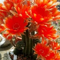 Potted Potted Ball Office Radiation Protection Desktop Green Plant Black Diamond Large Blossom Cactus plant Indoor Multi-Meat