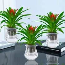 Red Luck head bonsai real flower lucky strike head big potted living room lucky strike head real flower indoor red star pineapple