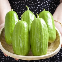 Vegetable Melon Fresh 8 Crisp Now with Old-fashioned Cilantro low-fruit raw to eat pregnant woman Elderly people make non-lamb honey