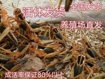 Grasshopper Live Worm Fried Locust Edible Grasshopper Pet Painting Bird Feed Live Food Fresh Reptile Brow High Protein Breeding