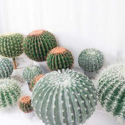 Nordic simulated cactus cactus potted plant ornaments fake green plant bonsai decoration tropical desert style landscaping