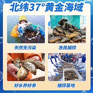 【丽蜂堂】海参原浆口服液即食气血调理补品[160元优惠券]-寻折猪