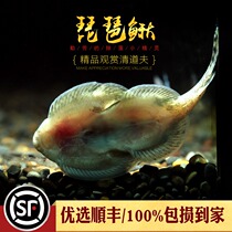 Cold water scavenger suction loach fish clear vat bottom to eat algae Changtine way Round Spotted Purple Fin Expensive Reptile for Garbage Fish