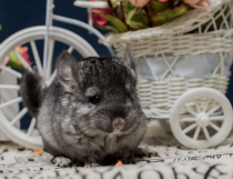 Q Sends Dragon Cat Super Cute Dragon Cat Living Baby Carrying a Long Mao Gene Grey Brother (sold)