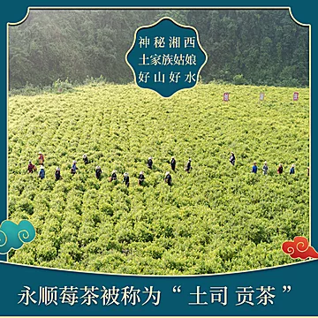 古溪州永顺龙须芽尖莓茶[40元优惠券]-寻折猪