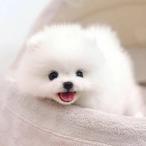Purebred Pomeranian puppies yellow Pomeranian teacup dogs small dogs cute mini-sized Shunsuke dogs live pets
