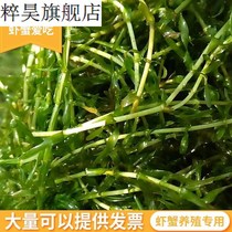 Ely algae can't beat fish pond water grass crayfish fish crab breeding grass planting fish tank to purify water quality grass