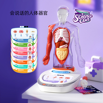 Kindergarten Class Scientific Experimental Area Discovery Room Placement Materials Human Organ Cognitive Packaging Model Puzzle Teaching