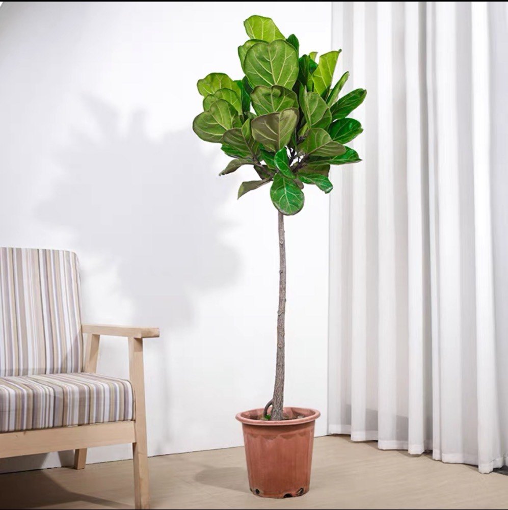 グリーン 琴叶榕 北欧風 フェイクグリーン 大型 室内 リビング 飾り 鉢植え 盆栽 琴叶榕盆栽