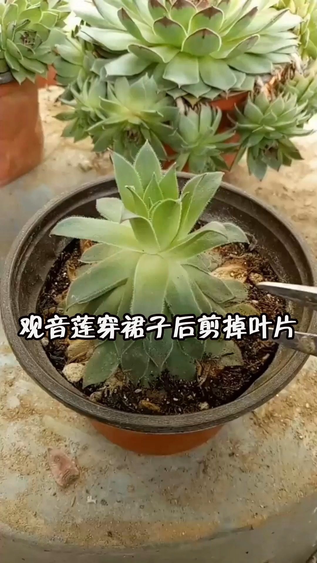 观音莲穿裙子后剪掉叶片,养成观音莲老桩.