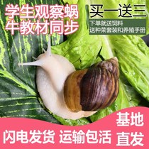 Large snail live pet white jade snail set edible snail for observation color giant student scientific experiment