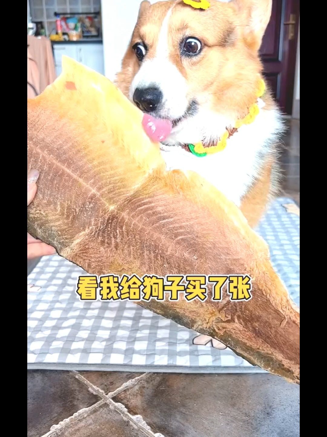 麻哈鱼即大西洋鲑其鱼皮经冻干工艺可制成高营养犬用磨牙零食 ?