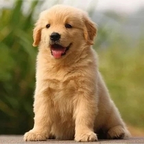 Purebred domestic golden retriever puppies living double-blooded golden retriever roving dogs large-framed guide dogs medium-sized dogs pet dogs