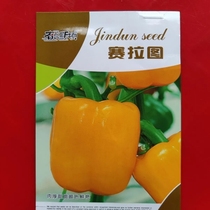 Cerato yellow bell pepper 200 pieces packaged pepper high yield early maturing large fruit bell pepper color pepper spring and autumn protected area